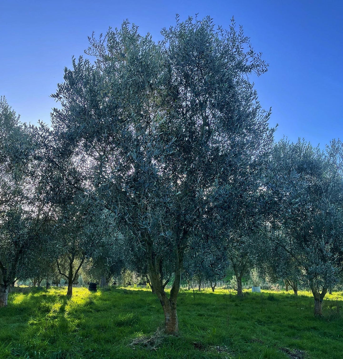 Olive picking King’s birthday 2023 Rata Olive Oil